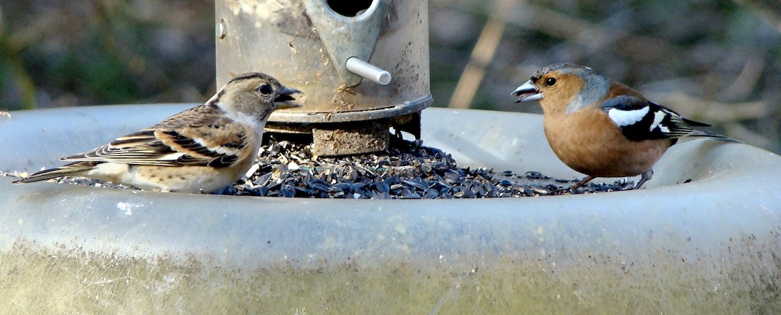brambling